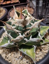 【AGAVE TITANOTA 南アフリカダイヤモンド】SAD アガベ　チタノタ　子株_画像1