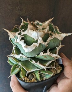 [AGAVE TITANOTA LIZE производство Kiyoshi Sakura ] Kiyoshi . агава chitanota. АО Queen 