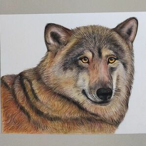 ☆オオカミ色鉛筆画パステル画B5サイズ