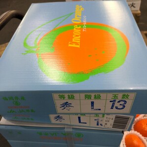 佐賀県産【アンコールオレンジ】13玉入り美味しいですの画像3