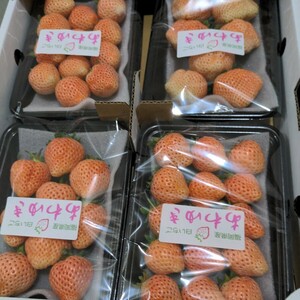 福岡県産（あわゆき）【白イチゴ】4パック入り（高級いちごですので美味しいです。)