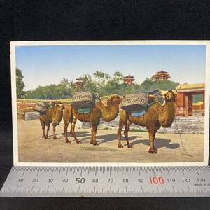 戦前 中国の絵葉書　北京景山及駱駝