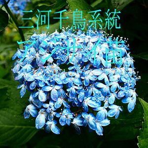 アジサイ[紫陽花]三河千鳥系統苗