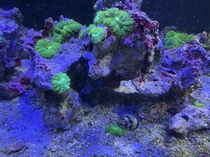 [ coral ] disk coral fluorescence green 