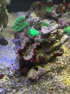 [ coral ] disk coral lai block attaching fluorescence green 