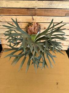  staghorn fern * Pegasus P. Pegasus Platycerium 