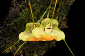 Masdevallia sancte-inesae 洋蘭 マスデバリア 原種 パルダリウム