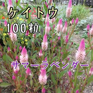 ケイトウ　サマーラベンダー　種　100粒　花の種