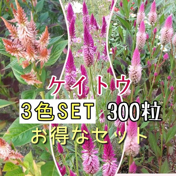 ケイトウ　種　3色セット　300粒　花の種　まき時　夏の花