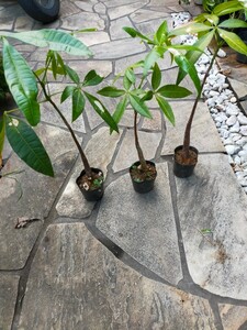  pakira 3 stock real raw seedling 