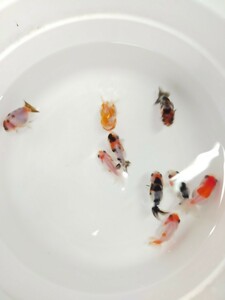  China golgfish 1 pcs Edo . Sakura .momiji golgfish etc. 