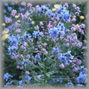 シノグロッサム/シナワスレナグサ 青 30粒 花の種 2023年採種 202362の画像2