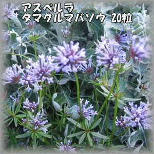 アスペルラ/タマクルマバソウ 20粒 花の種 2023年採種 202369