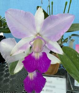 洋蘭 原種 カトレア C.walkeriana semi-alba ‘Dayana’(OG)