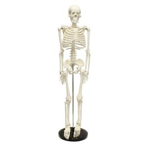 人体骨格模型 骨格標本 全身 直立型 関節可動 骸骨 教材 85㎝ 1/2縮小モデル
