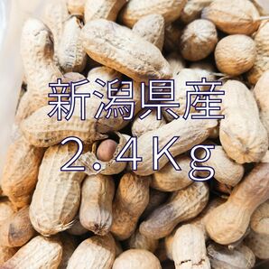 2.4kg 新潟県産　煎り落花生　わけありB品はねだし　炒りピーナッツ　ローストピーナッツ　素煎り　素焼き　無塩　殻付き　殻つき