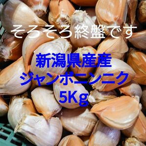 5kg 新潟県産　ジャンボニンニク ジャンボにんにく　バラ　黒にんにく作りにも　種珠　種玉　香味野菜　 低臭にんにく