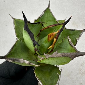 A54 多肉植物アガベ チタノタ 剣龍 ボールタイプ の画像1