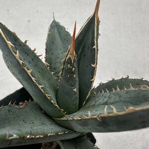 B36 アガベ チタノタ 帝君 agave emperor 極上強棘 優良血統極上株 