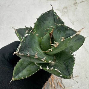 C8 台湾産高級株！アガベ チタノタ 『 柊月 』 Agave titanotaの画像1