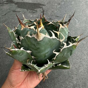  special selection agave succulent plant chitanota white . a little over . finest quality stock lamp shape parent stock exhibition 