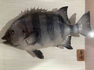 イシダイ 42cm 剥製　石鯛　石原魚類剥製美術