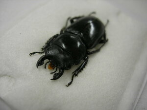 昆虫標本★浙江省産サワイコクワ♂30.5ミリ
