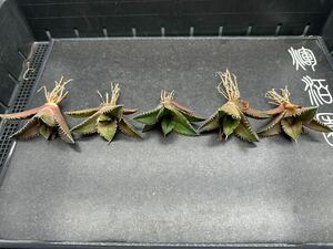 【輝泊園】【期間限定-5株セット】多肉植物　アガベ チタノタ　 鯊魚剣　強棘 4