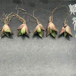 【輝泊園】【5株セット販売】多肉植物 アガベ チタノタ ハデス / Agave titanota Hades 極上刺 セット 3の画像1
