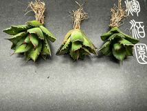 多肉植物　【特選】　3株セット　アガベ　agave titanota チタノタ『宝珠』　2_画像1