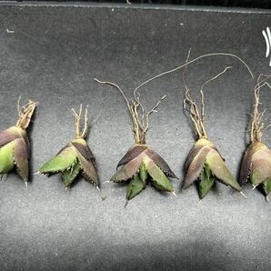 【輝泊園】【5株セット販売】多肉植物 アガベ チタノタ ハデス / Agave titanota Hades 極上刺 セット③の画像2