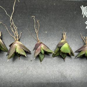 【輝泊園】【5株セット販売】多肉植物 アガベ チタノタ ハデス / Agave titanota Hades 極上刺 セット④の画像2