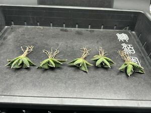 【輝泊園】【期間限定-5株セット】多肉植物アガベチタノタ　南アフリカダイヤモンド子株　狂刺　極上刺　【本物保証】　SET 5