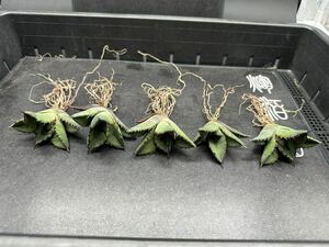 　【輝泊園】【期間限定-セット5株】多肉植物　アガベ　チタノタ　黒犀牛 極上株　貴重株　純正血統株　3