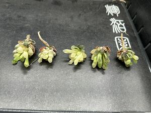 【輝泊園】多肉植物　5株セット　ハオルチアブルーレンズオブツーサ錦糊斑極上株　2