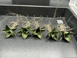 【輝泊園】【期間限定-5株セット】多肉植物　アガベ チタノタ　 鯊魚剣　強棘 2