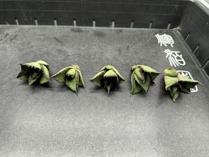 【輝泊園】多肉植物　アガベ チタノタ　ブラックファイヤー　5株セット　強棘 特選 MAXAGAVE 珍しい　希少株　1