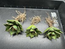 多肉植物　【特選】　3株セット　アガベ　agave titanota チタノタ『宝珠』　4_画像1