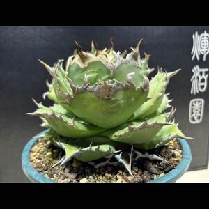 【輝泊園】多肉植物　アガベ チタノタ　ネコ爪子株　強棘 特選 MAXAGAVE 珍しい　希少株　5