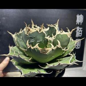 【輝泊園】多肉植物　アガベ チタノタ　白鯨子株　強棘 特選 MAXAGAVE 珍しい　希少株　1