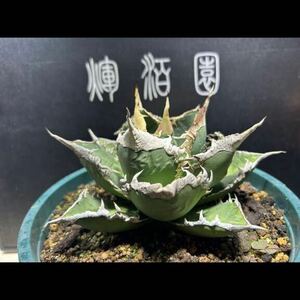 【輝泊園】多肉植物　アガベ チタノタ　狼人　強棘 特選 MAXAGAVE 珍しい　希少株　2