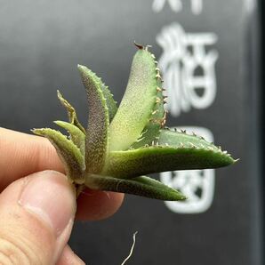 【輝泊園】【期間限定-5株セット】多肉植物 アガベ チタノタ  白火焔 ホワイトファイヤー 特選 極上美株④の画像4