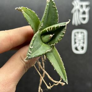 【輝泊園】【期間限定-5株セット】多肉植物アガベチタノタ 南アフリカダイヤモンド子株 狂刺 極上刺 【本物保証】 SET ⑤の画像3