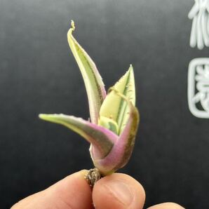 【輝泊園】多肉植物 アガベ スナグルトゥース 強棘 極上美株 ⑦の画像5