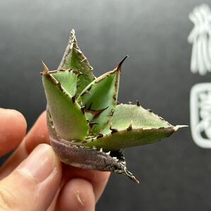 【輝泊園】【5株セット販売】多肉植物 アガベ チタノタ ハデス / Agave titanota Hades 極上刺 セット①の画像3