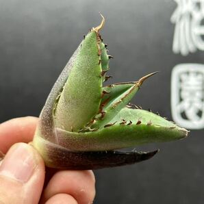 【輝泊園】【5株セット販売】多肉植物 アガベ チタノタ ハデス / Agave titanota Hades 極上刺 セット①の画像4