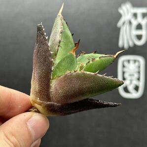 【輝泊園】【5株セット販売】多肉植物 アガベ チタノタ ハデス / Agave titanota Hades 極上刺 セット②の画像5