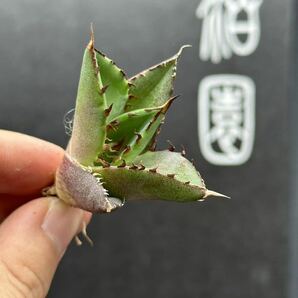 【輝泊園】【5株セット販売】多肉植物 アガベ チタノタ ハデス / Agave titanota Hades 極上刺 セット②の画像6