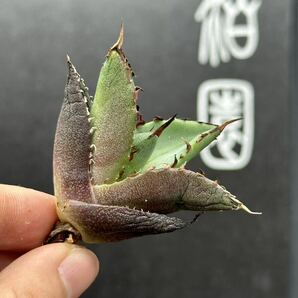 【輝泊園】【5株セット販売】多肉植物 アガベ チタノタ ハデス / Agave titanota Hades 極上刺 セット③の画像5