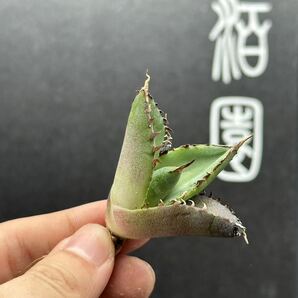 【輝泊園】【5株セット販売】多肉植物 アガベ チタノタ ハデス / Agave titanota Hades 極上刺 セット⑤の画像5